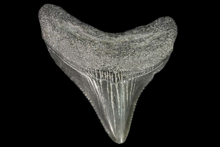 Juvenile Megalodon Tooth - Georgia #75290